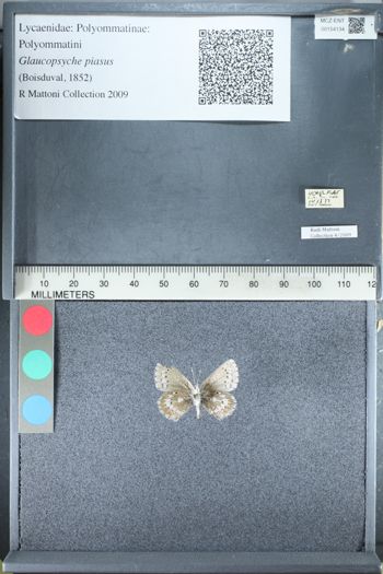 Media type: image;   Entomology 154134
